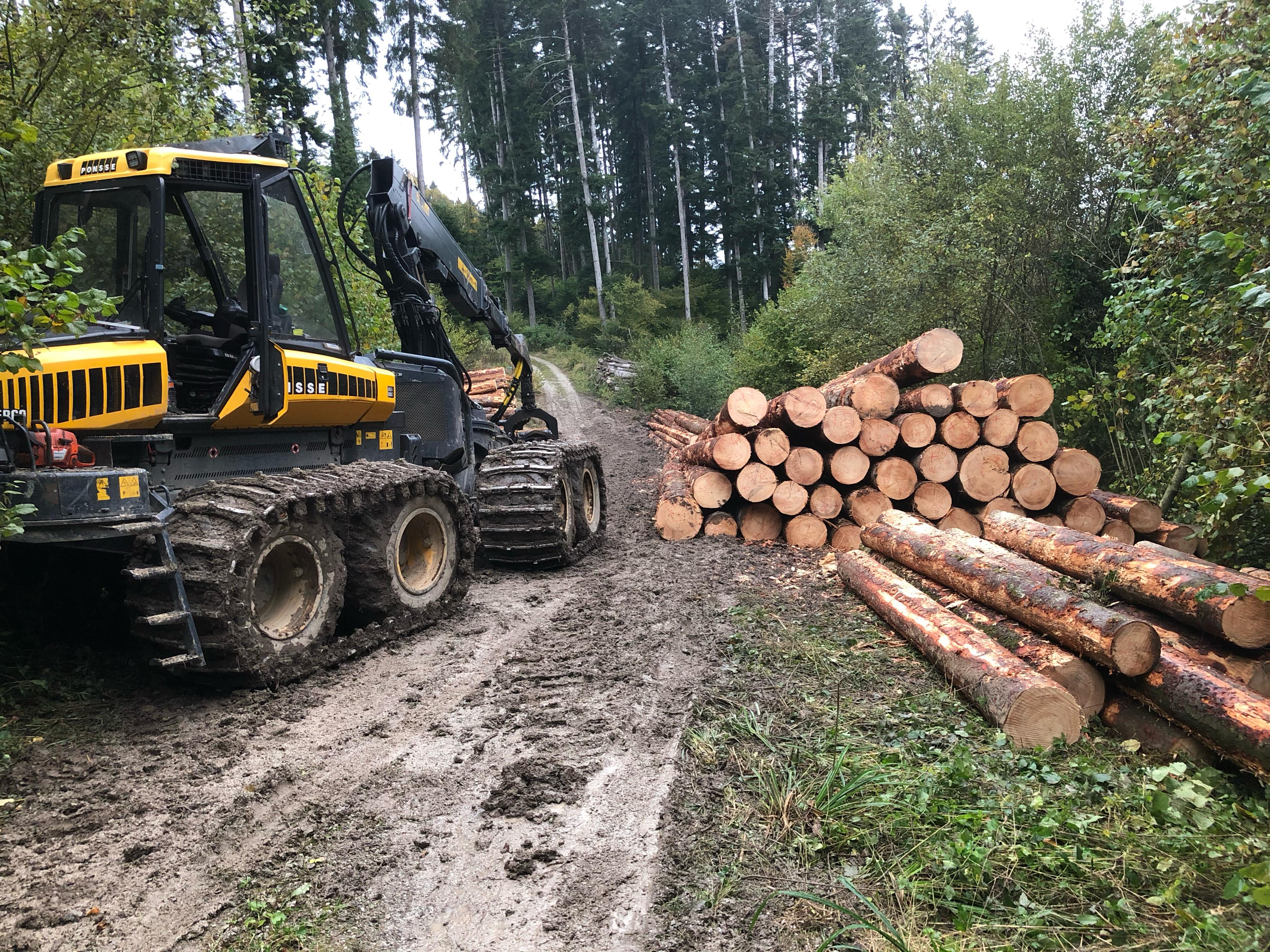 Abattage mécanisé d'arbres dans le Jura — SAS POLYVIER